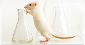 mouse with test tubes