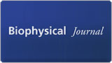 Biophysical Journal graphic