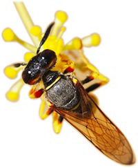 image of Beewolf Digger Wasp, the theme for the 2012 Spring Research Festival