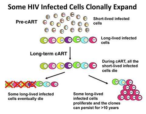 HIV Integration at Certain Sites in Host DNA Is Linked to the Expansion ...