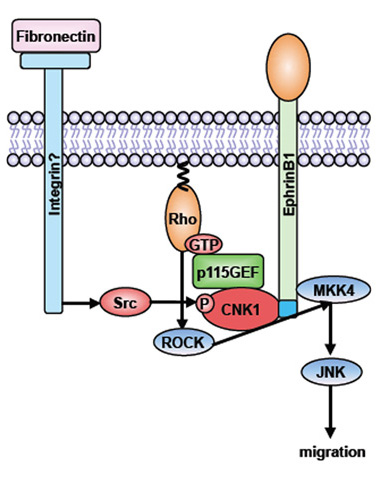 Scientific figure showing CNK1 function in ephrin B1 signaling.