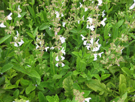 Danshen (Salvia miltiorrhiza), the Asian medicinal plant from which cryptotanshinone is isolated.