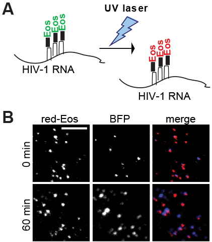 (A) HIV-1 RNA can be labeled with a photoconvertible fluorescent protein Eos. When excited, Eos emits green fluorescence; however, exposure to UV light causes a structural change in Eos, which then emits red fluorescence. (B) We exposed HIV-1 RNA near the plasma membrane with UV light to convert Eos into red signals. We then detected the red signals (HIV-1 RNAs) and blue signals (Gag proteins) at various time points to determine how long HIV-1 RNA stayed at the plasma membrane and how often HIV-1 RNA became