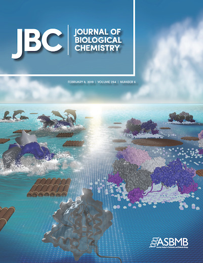 Meyer’s cover design for the Journal of Biological Chemistry’s February 2019 issue, featuring the KRAS and RAF1 dolphins, which he worked on with Frantz Jean-Francois, Ph.D., a scientist in the RAS Initiative at the Frederick National Laboratory.