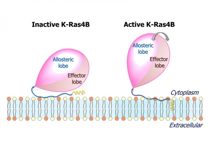 Cartoons representing the inactive and active states of K-Ras4B at the anionic membrane. The balloon represents the K-Ras4B catalytic domain, the blue thread tied to the balloon represents the hypervariable region (HVR), and the yellow sawtooth represents the farnesyl. In the inactive state, the membrane-interacting HVR hauls the effector lobe to the membrane surface, burying the effector binding site. In the active state, the catalytic domain liberates the HVR, exposing the effector binding site and fluctu