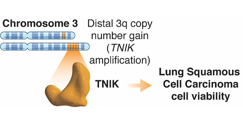 An increased copy number (amplification) of the TNIK gene leads to more of the TNIK protein and increased viability of LSCC.