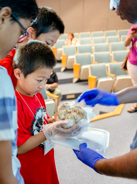 A child holds a real human brain at the National Museum of Health and Medicine’s “Unlocking the Mysteries of the Brain” program.