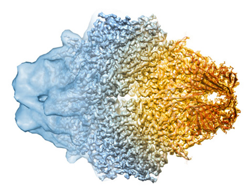 Composite image of a low-resolution cryo-electron microscopy (cryo-EM) density map, a 2.2-Å resolution map, and fitted atomic coordinates for the enzyme ?-galactosidase, demonstrating the gradual increase in quality of the cryo-EM structures from low to high resolution. 
