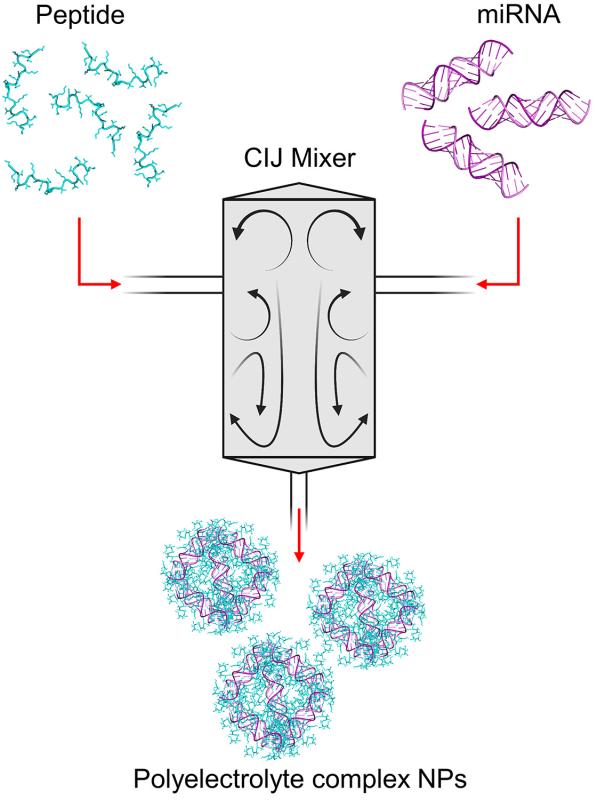  This schematic depicts how the peptide and microRNA are combined in the confined impinging jet mixer to form the polyelectrolyte complex nanoparticles. Image by Anderson et al., Advanced Materials, courtesy of John Wiley and Sons, Copyright © 2024.