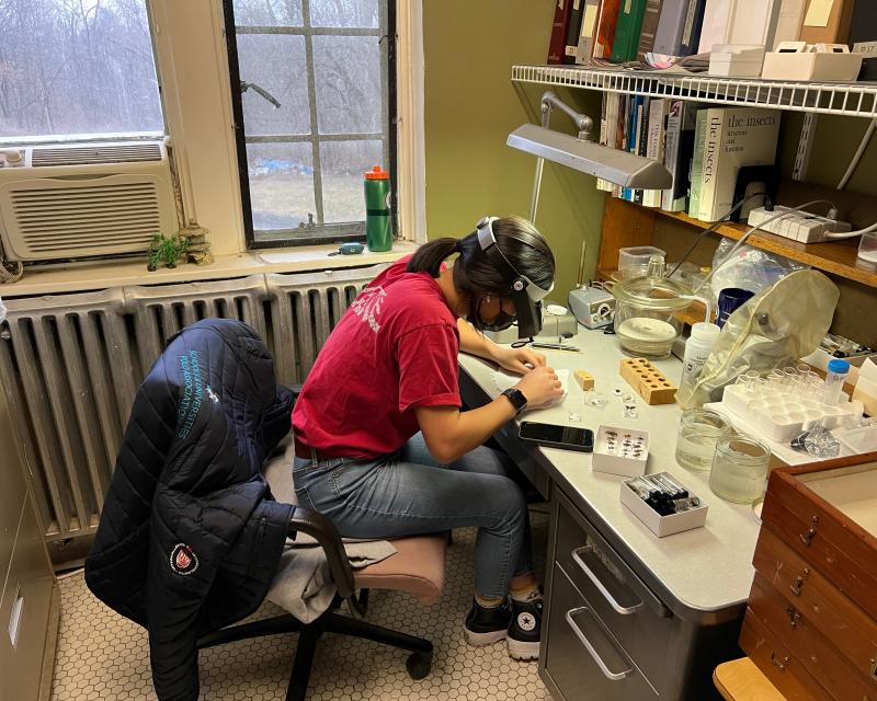 Lea Jih-Vieira as an undergrad, working on a bug collection, a hobby she picked up while working with an entomologist during college. (Photo provided by Jih-Vieira.)