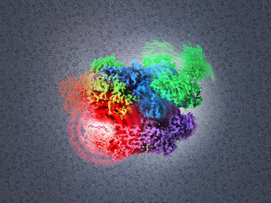 Illustration of the structure of p97, a target for cancer therapy, trapped in an inactive state by a newly designed inhibitor. The structure is a composite of multiple states derived by cryo-electron microscopy analysis.