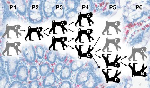 Monkeys with cells illustration