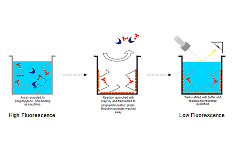 A diagram depicting the new assay