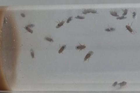 Image of flies inside a transparent container in the Cancer and Developmental Biology Laboratory
