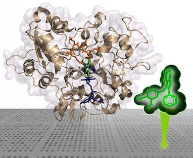 an illustration of an x-ray crystal structure of TDP1 bound to a molecular inhibitor