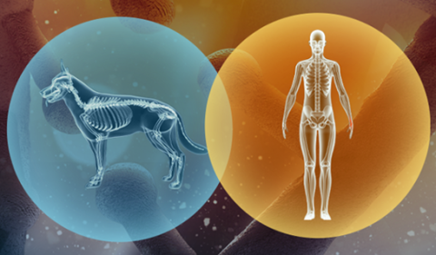 A graphic displays two colored circles. One encircles a human; the other encircles a dog. The circles intersect and partially overlap, forming a Venn diagram.