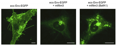 Three images of glowing green cells. The one on the left shows the most green, while the ones in the middle and on the right show significantly less green.