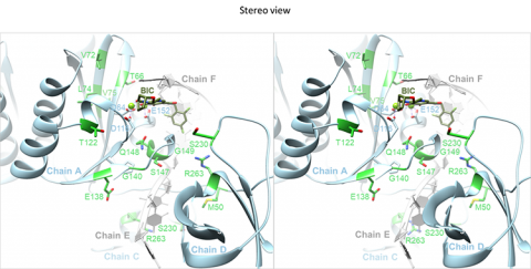 Side-by-side images, obtained by electron microscopy, of an INSTI interacting with integrase