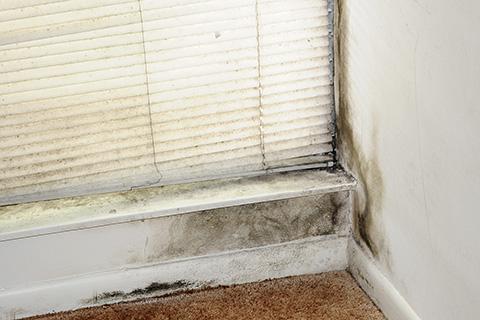 Photo of mold growing in the corner of a room