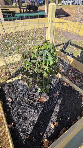 A sweetgum sapling encircled by two small fences