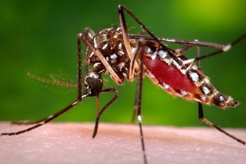 A female Aedes aegypti mosquito 