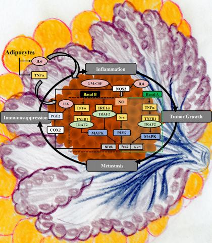 A figure depicting the role of NOS2 and COX2 (white boxes) in the cycle of inflammation, tumor growth, and metastasis.