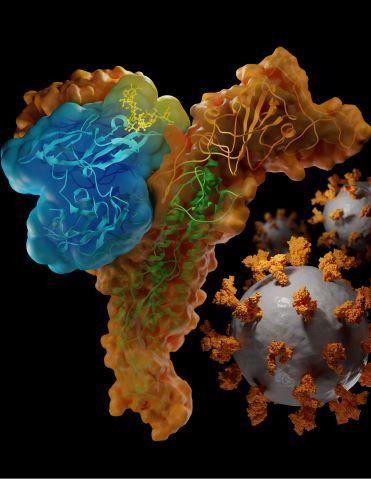 Computerized image of a Spike protein (yellow) bound by a cyanovirin-N molecule (blue), with two models of SARS-CoV-2 in the dark background.