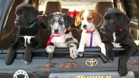 Rescue puppies homeward bound. 