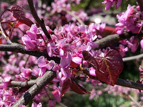 Close-up image of redbud tree in bloom