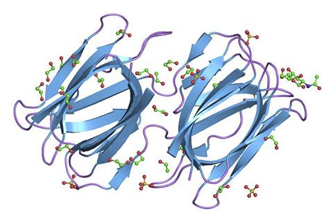 A depiction of griffithsin's protein structure.