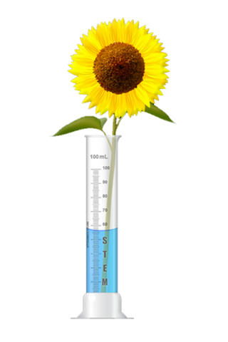 Image of a sunflower in a graduated cylinder partially filled with blue liquid