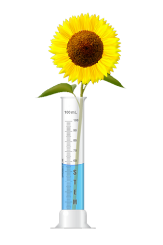 A sunflower in a graduated cylinder filled with blue liquid