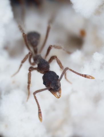 Ant in gravel
