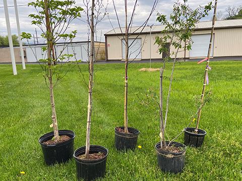 Five saplings in plastic pots sit on the grass. Two low, warehouse-like buildings are in the background.