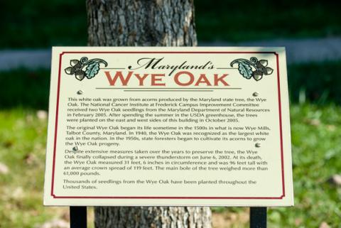 Wye Oak plaque