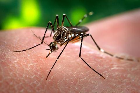 Image of a mosquito sitting on a human