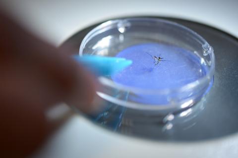 A scientist examines a mosquito in a petri dish.