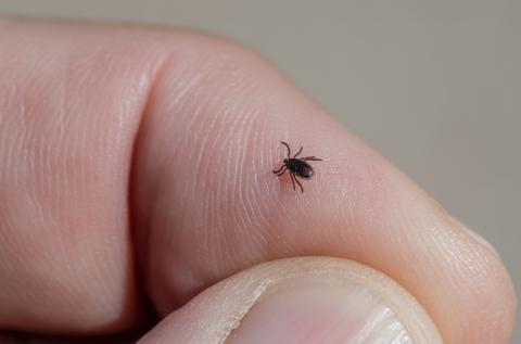 a black-legged tick