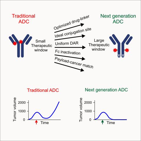 symbols and graphs comparing a traditional ADC to a next-generation ADC. The traditional ADC has a small therapeutic window, but after adding an optimized drug linker, ideal conjugation site, uniform DAR, Fc inactivation, and payload-cancer match, the next-generation ADC has a larger therapeutic window. The graphs show that with a traditional ADC, the tumor size lessens and then increases exponentially over time, whereas with the next-generation ADC, the tumor size decreases over a bell curve and stays gone
