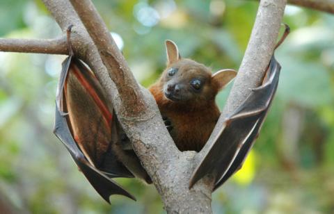 A fruit bat
