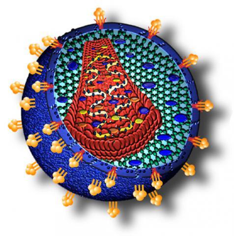 HIV image