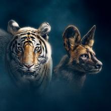 Banner image for the BBC documentary "Dynasties"