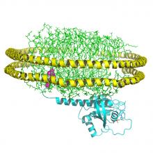 A model of a processed KRAS protein. 
