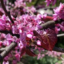 Close-up image of redbud tree in bloom