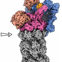 A microscopy image of a protein complex