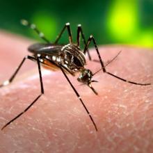 Image of a mosquito sitting on a human