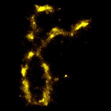 Microscopic image of a gold chromosome on a black background