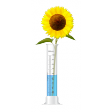 Image of a sunflower in a graduated cylinder partially filled with blue liquid