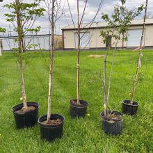 Five saplings in plastic pots sit on the grass. Two low, warehouse-like buildings are in the background.