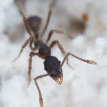 Ant in gravel